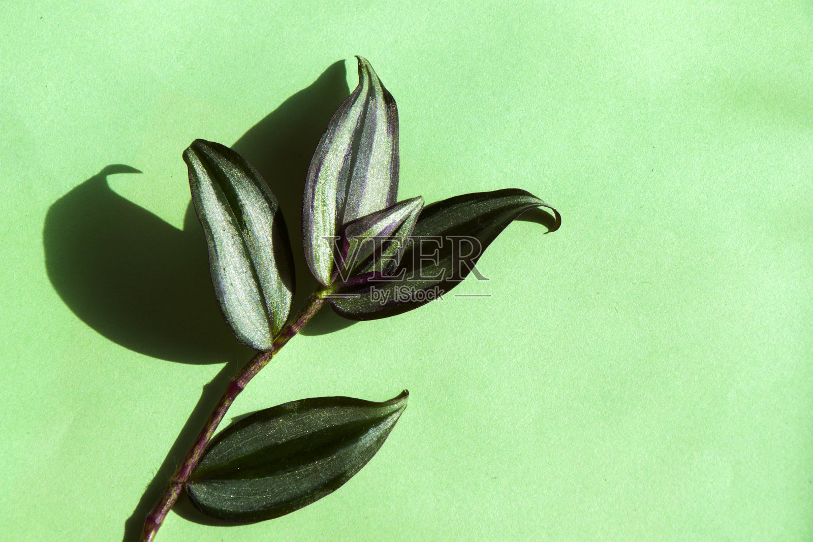 一个室内植物特写，绿色植物在房间，室内植物在绿色的背景，高角度观看照片摄影图片
