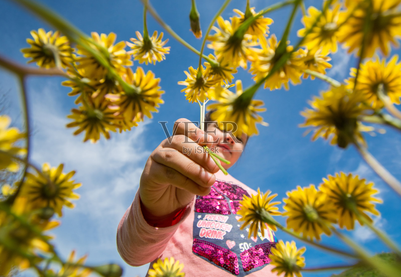 一个6岁女孩从地里采摘一朵花的创意摄影。视图从下面。春天的概念。照片摄影图片