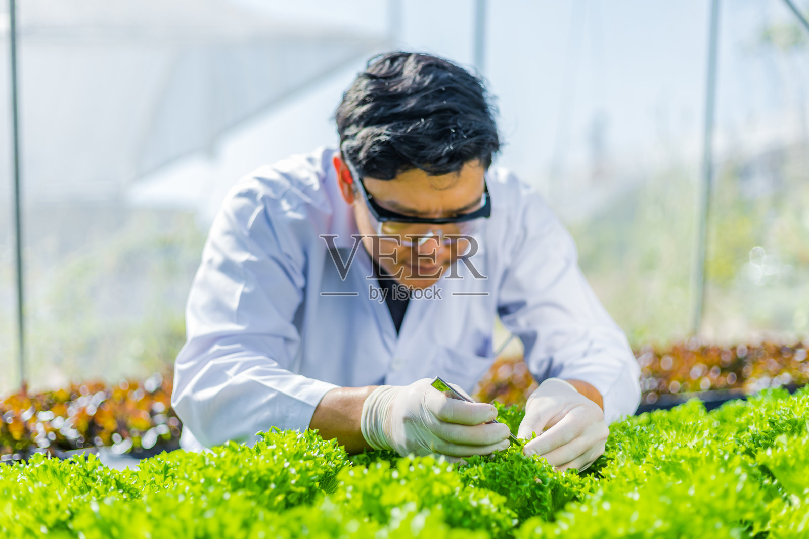 科学家测试溶液，化学检查，在有机水培农场检查新鲜程度。照片摄影图片