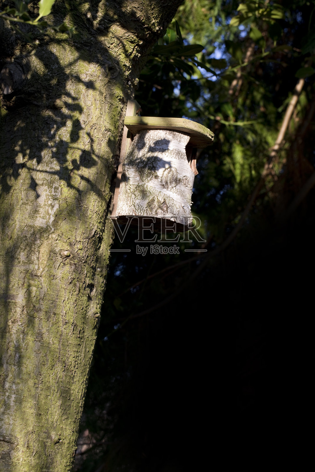 春天在花园里的树上的一个木制巢箱照片摄影图片