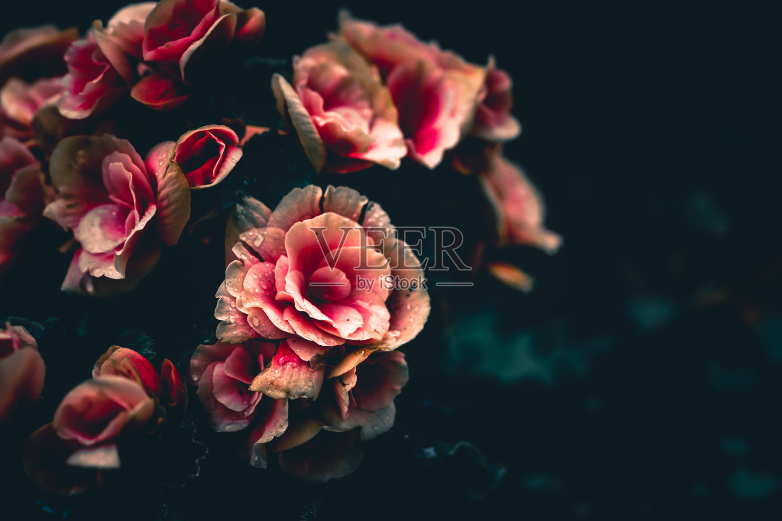 戏剧性的花的背景;自然背景照片摄影图片