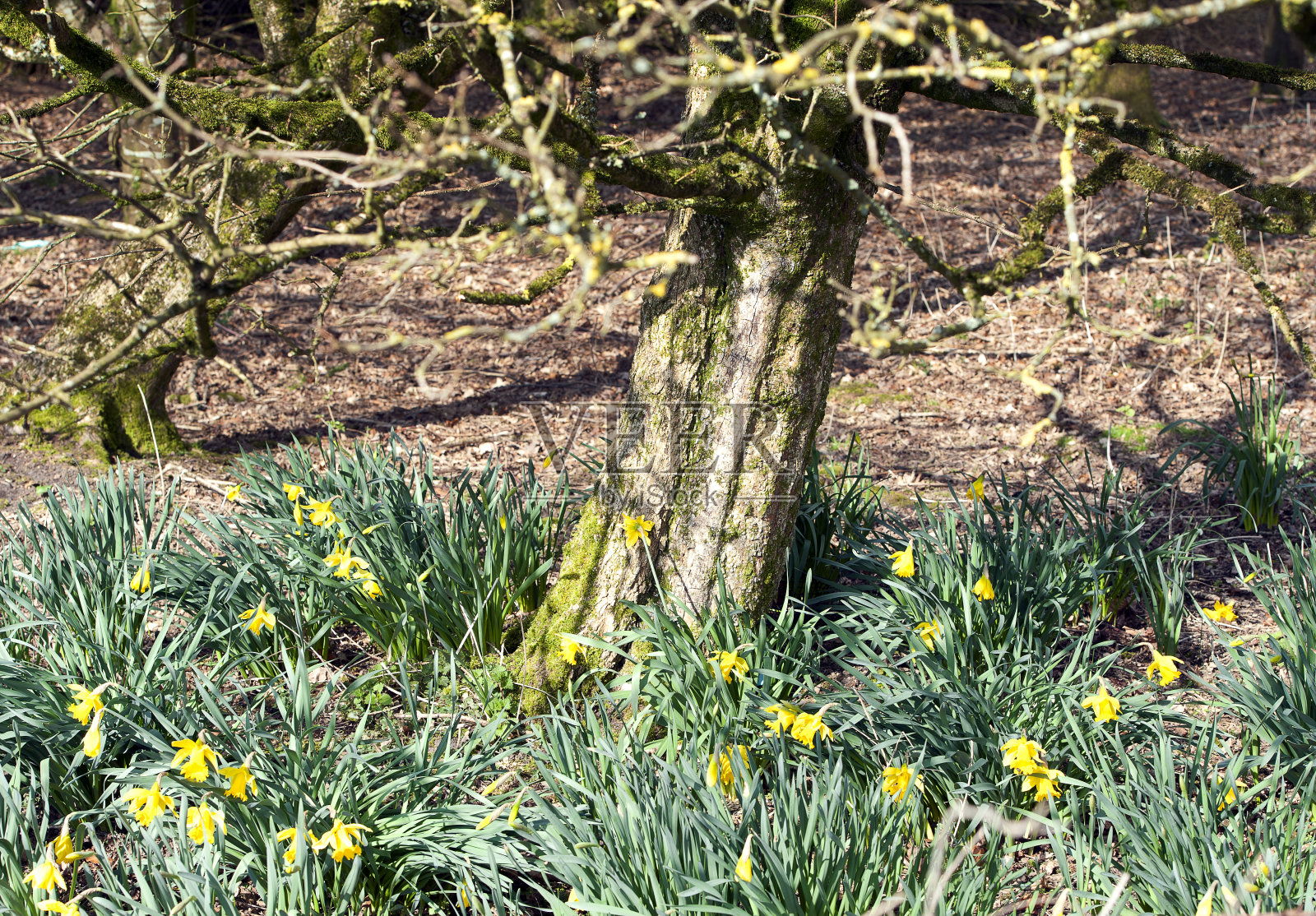 水仙花林间空地，安石，多塞特，英国。照片摄影图片