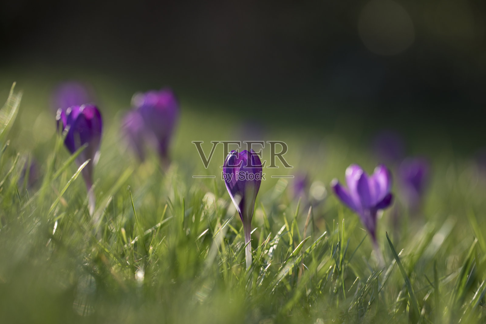 番红花在春天开花照片摄影图片