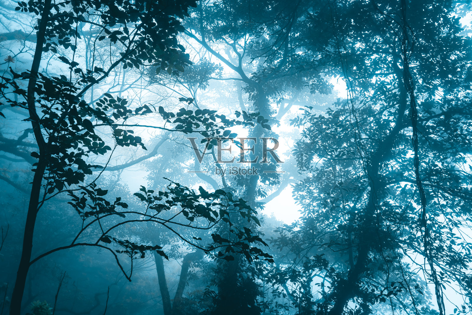 森林中的雾照片摄影图片