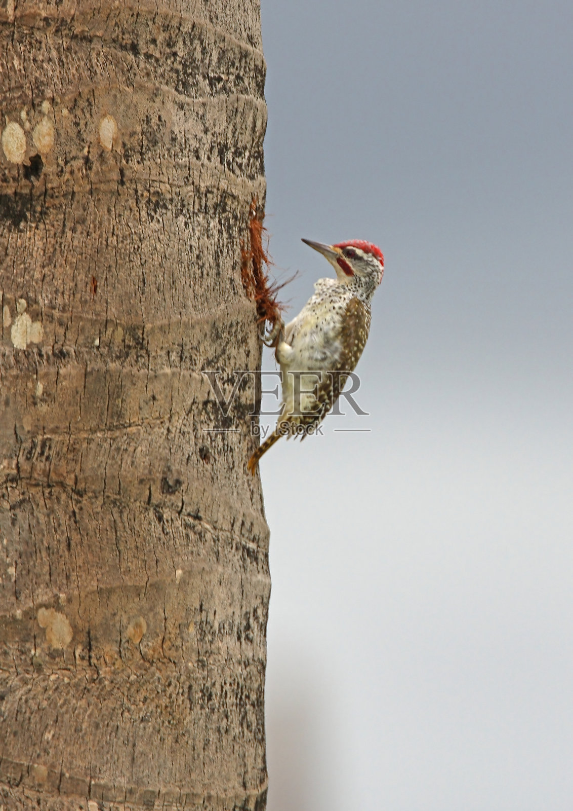 努比亚啄木鸟照片摄影图片