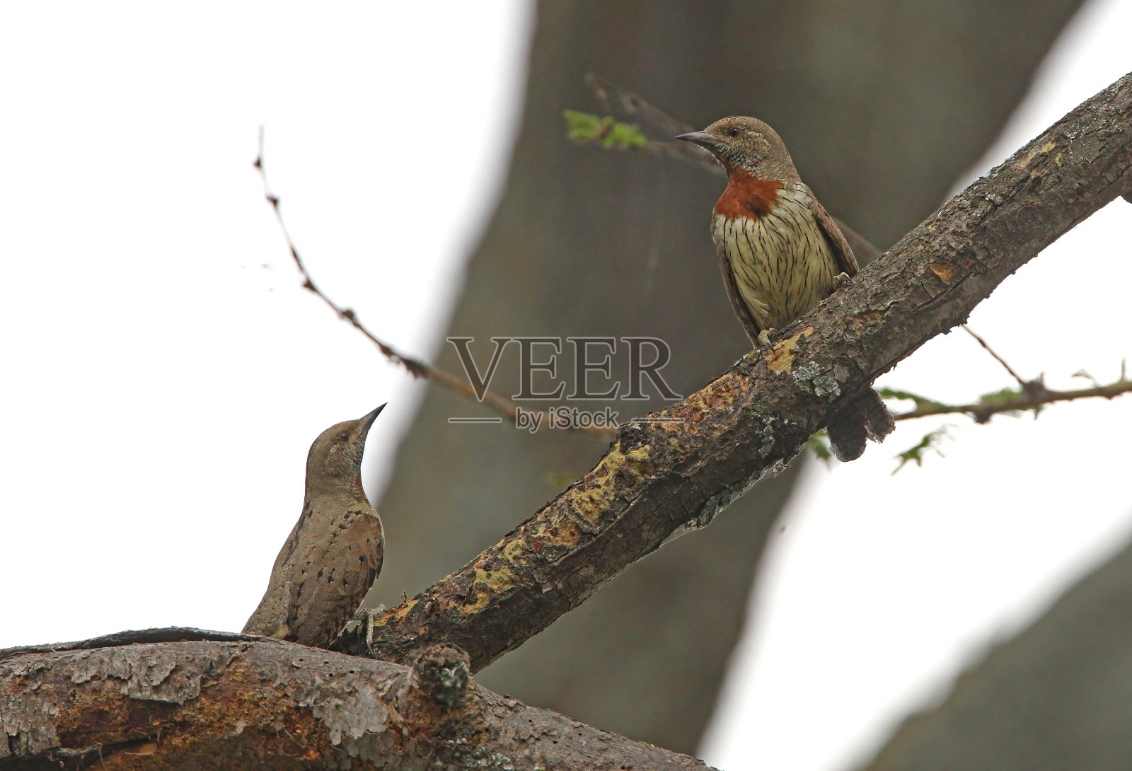 红歪脖照片摄影图片
