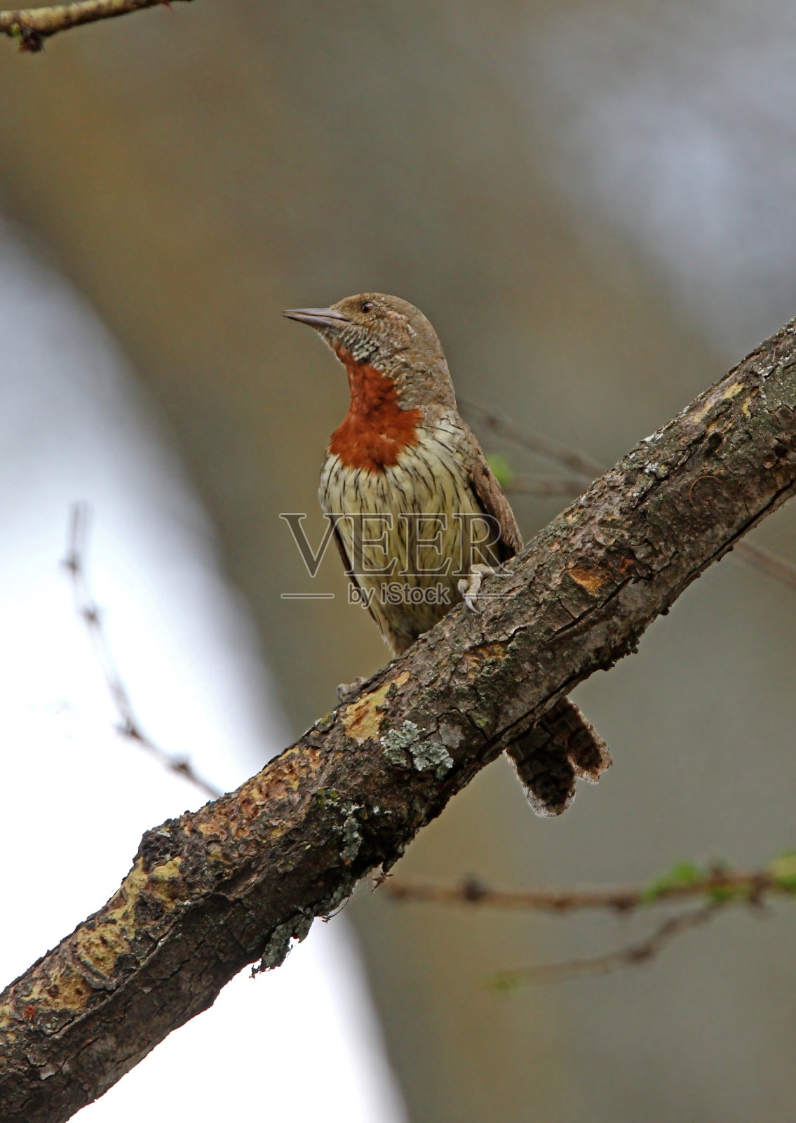 红歪脖照片摄影图片
