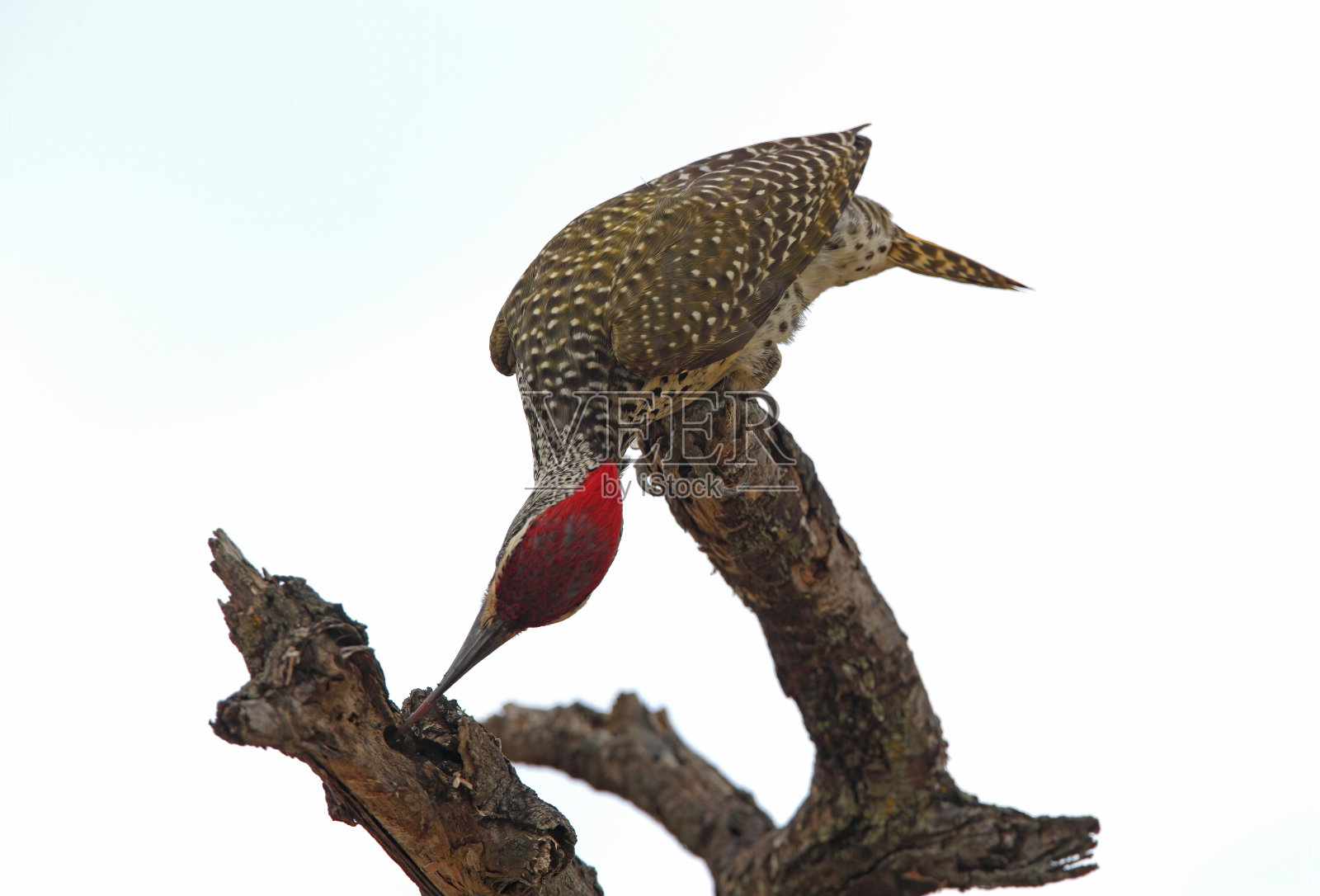 努比亚啄木鸟照片摄影图片