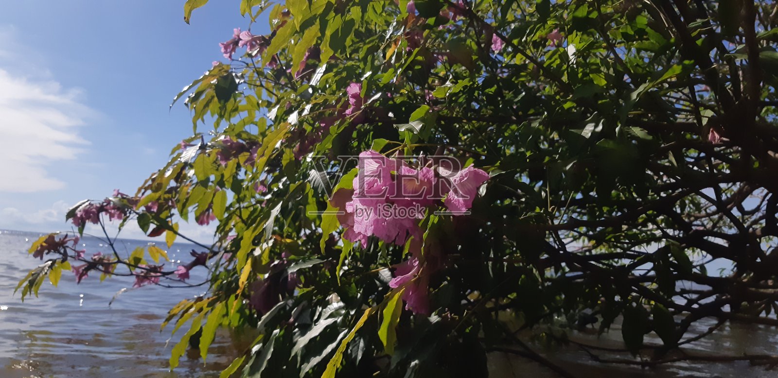 天然美女照片摄影图片