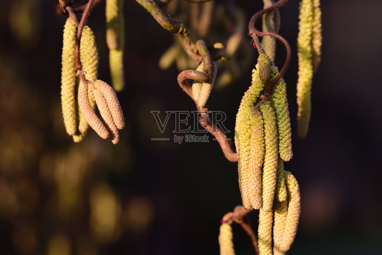 春天，榛树的花朵在黑暗的背景下在大自然中绽放照片摄影图片