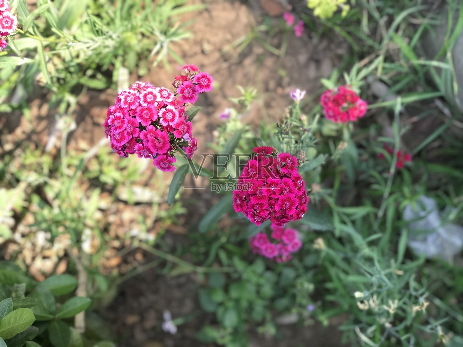 甜威廉或须粉花照片摄影图片