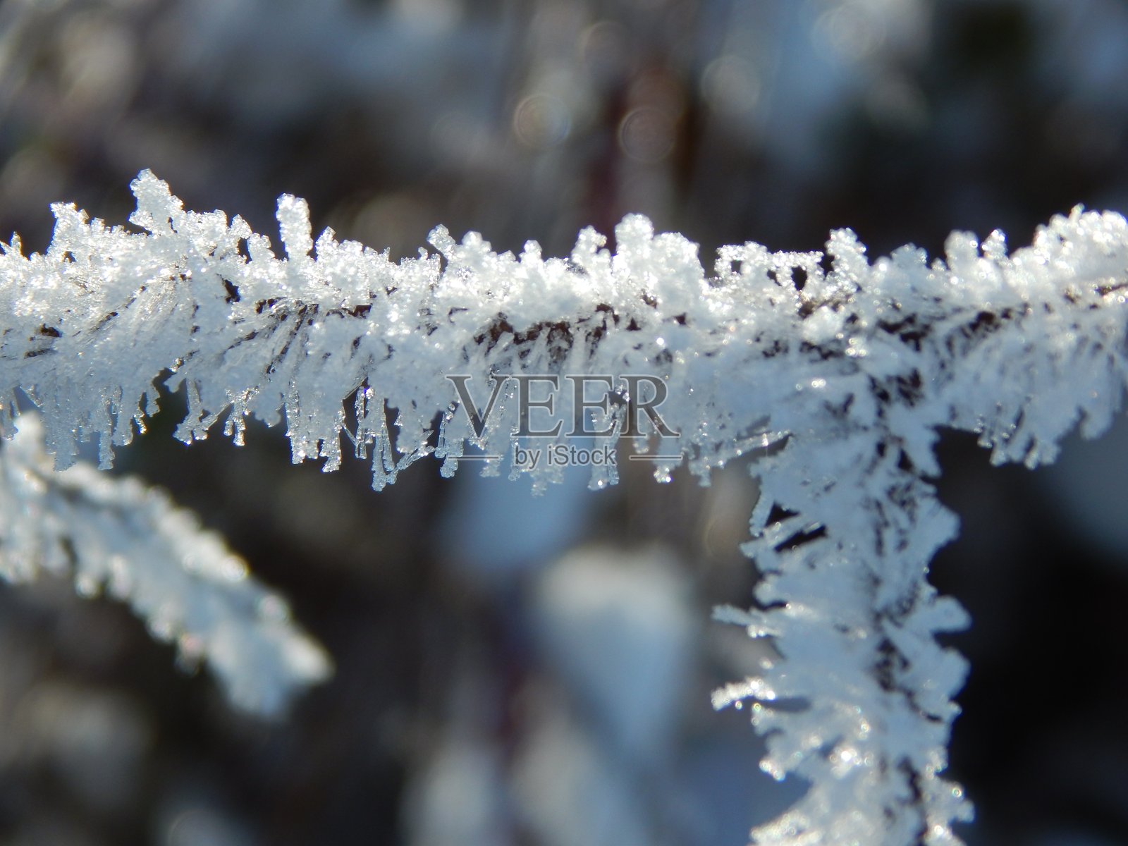 霜冻的早晨，植物上结了冰照片摄影图片