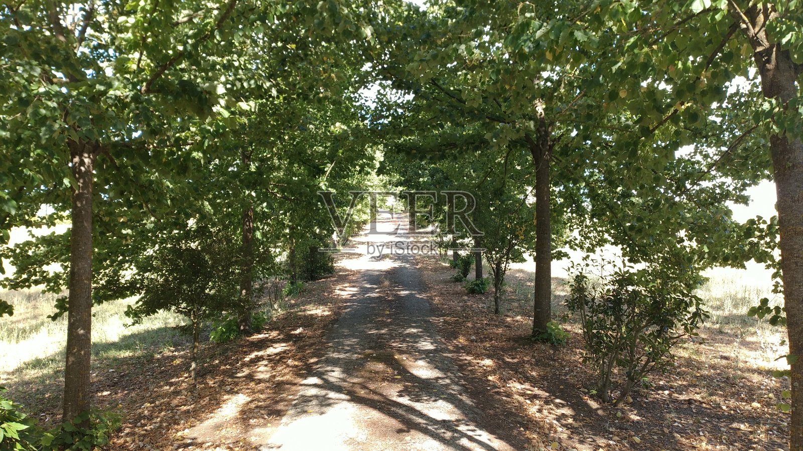 意大利乡村的照片照片摄影图片