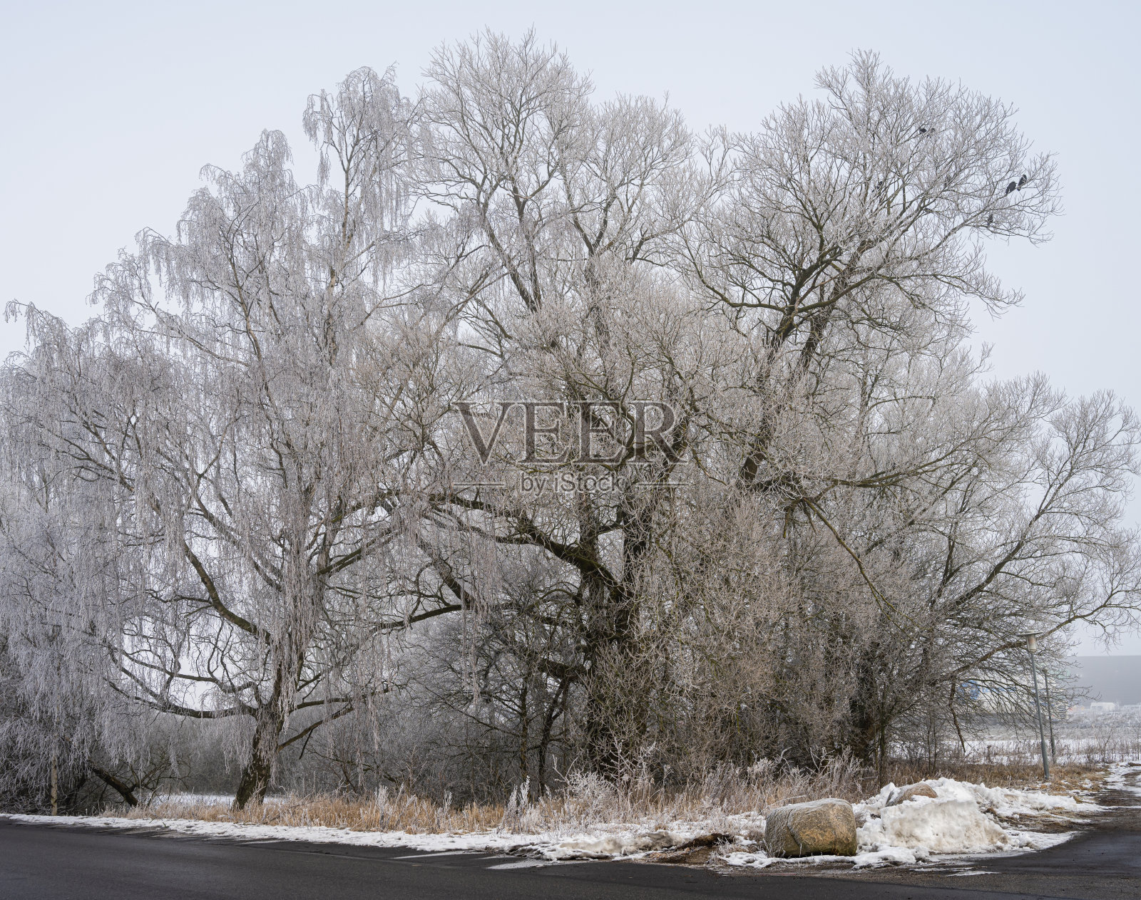 寒冷的冬日里，树上覆盖着白雪。图片来自瑞典斯堪尼亚照片摄影图片