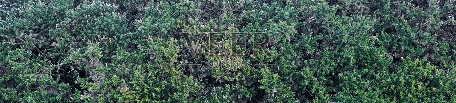 爱尔兰野生金雀花的全景图照片摄影图片