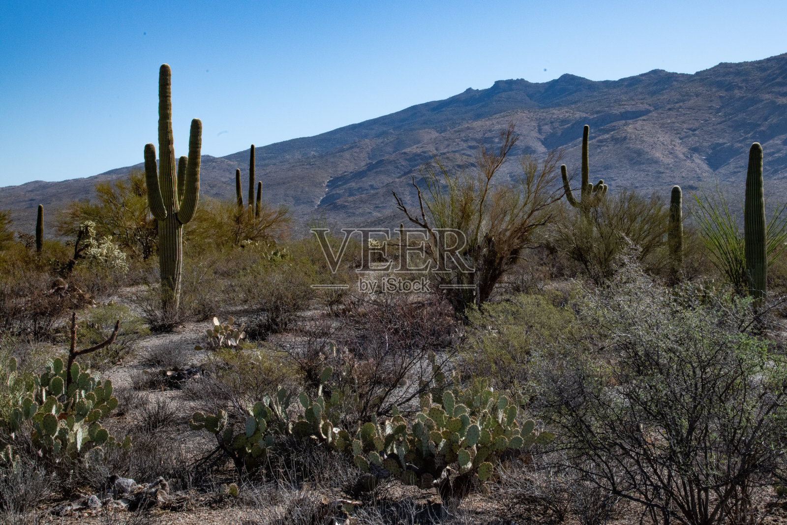 美国撒瓜罗国家公园日落时亚利桑那州沙漠中的撒瓜罗仙人掌。照片摄影图片