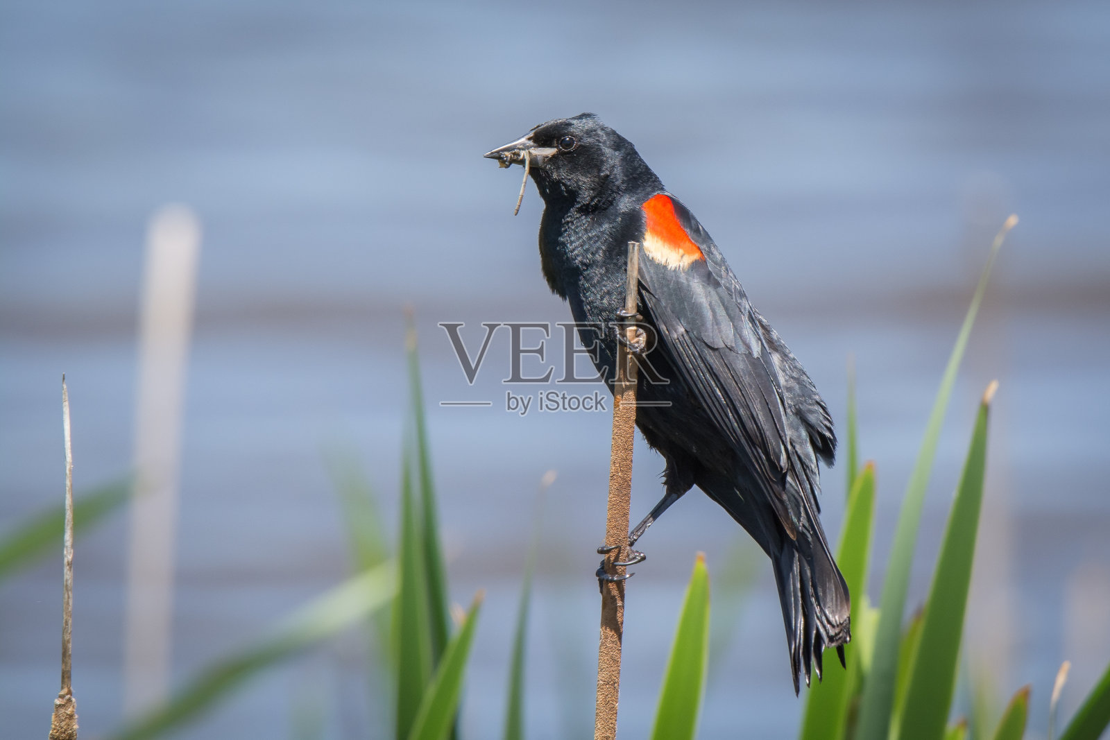 红翼黑鸟，嘴里叼着虫子照片摄影图片