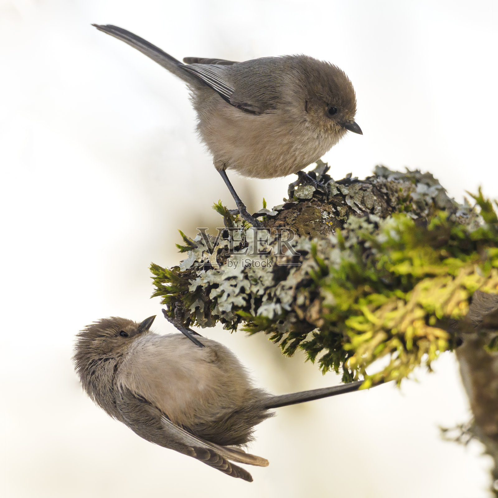 矮山雀栖息在树枝上俄勒冈野生鸟照片摄影图片