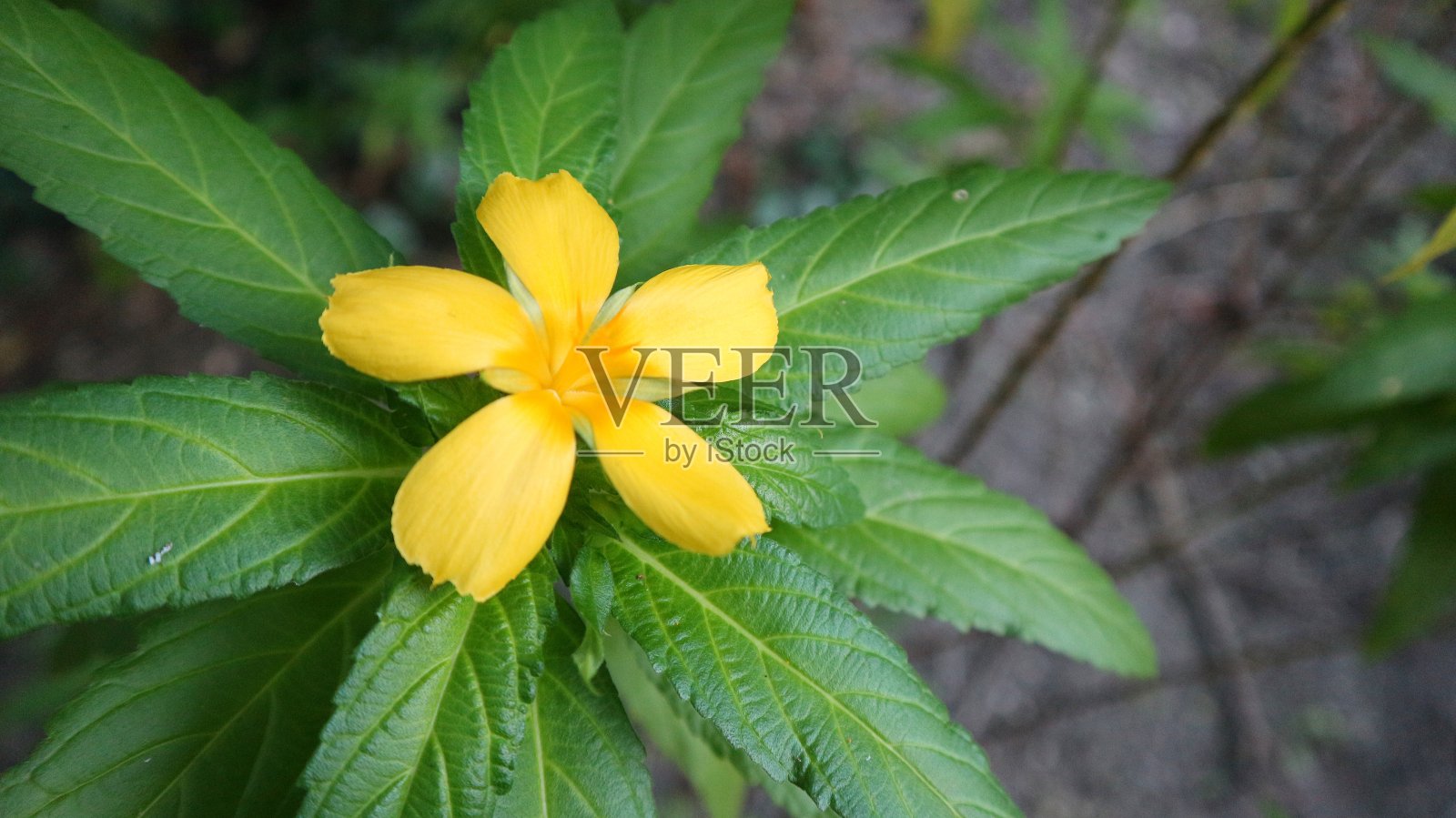 桔梗花为背景照片摄影图片