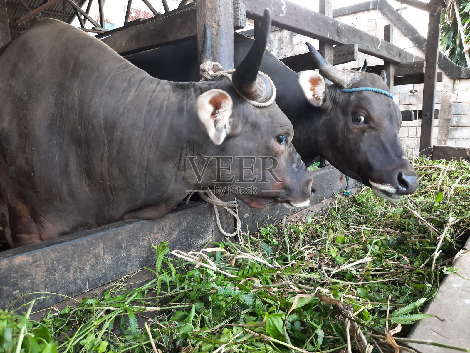 这张照片聚焦在吃草的牛照片摄影图片
