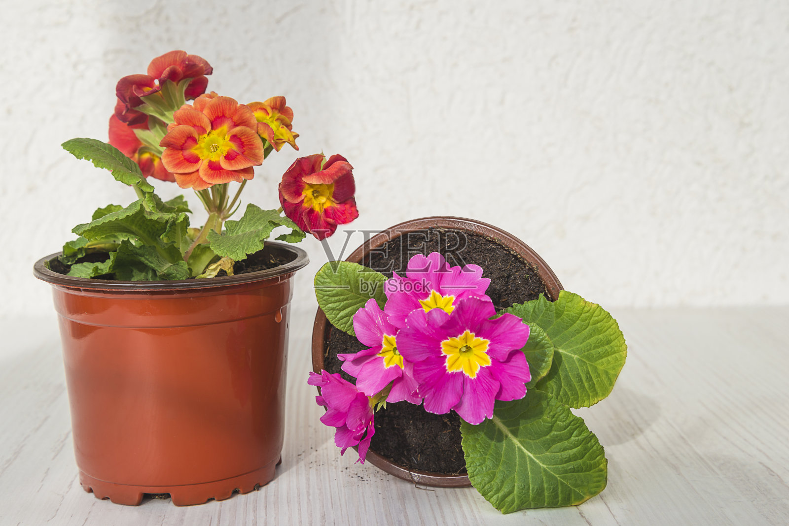 春园艺的概念。照片摄影图片