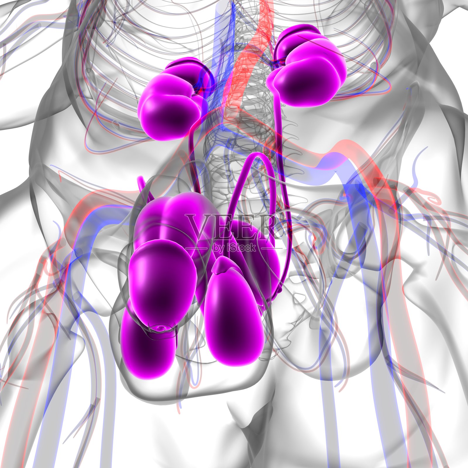 医学概念3D男性生殖系统解剖照片摄影图片