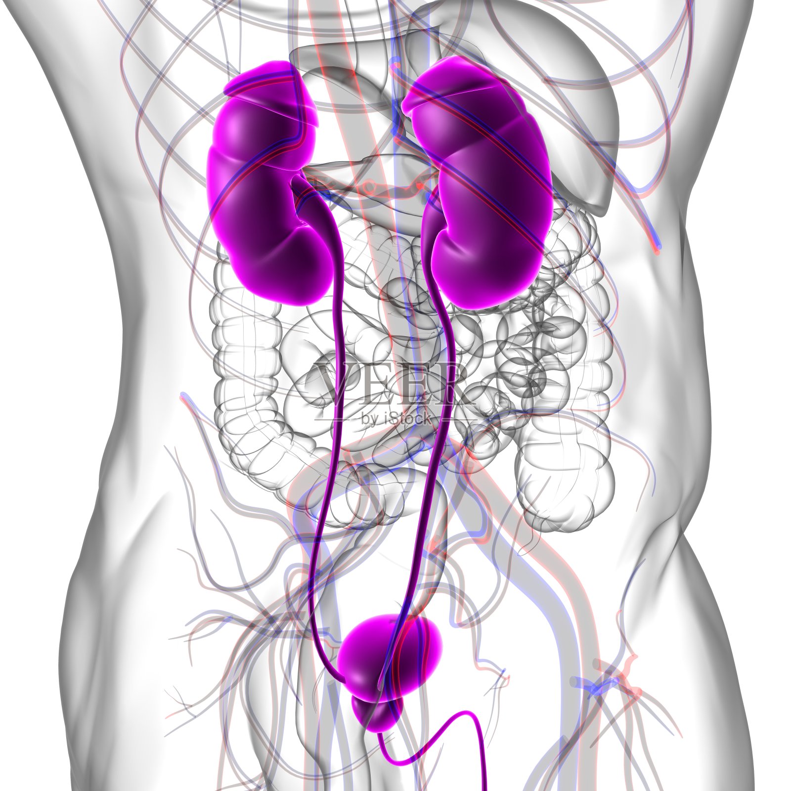人体泌尿系统肾脏与膀胱解剖学的医学概念3D渲染照片摄影图片