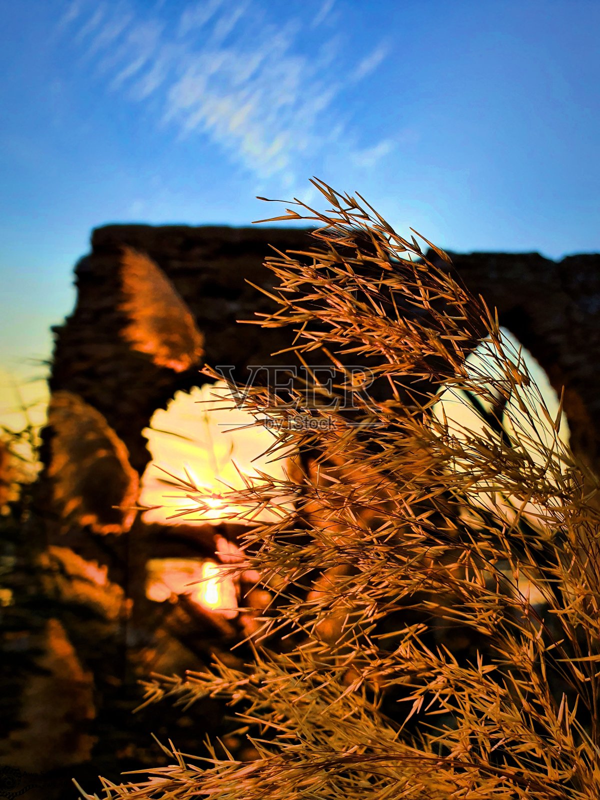 芦苇花照片摄影图片