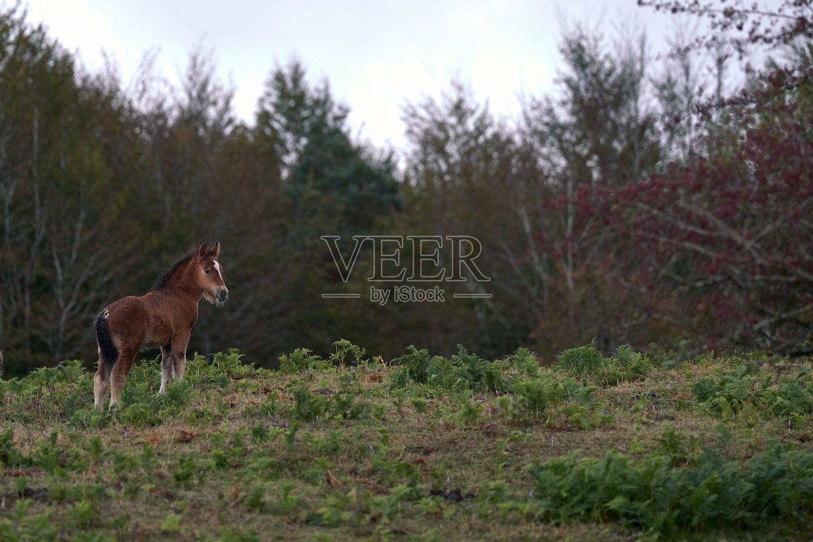 小马驹在草地上观看照片摄影图片