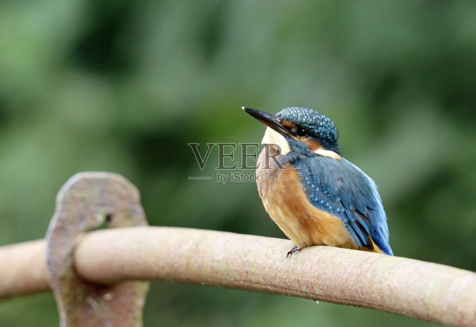 生锈的湖边栏杆上的幼年翠鸟照片摄影图片