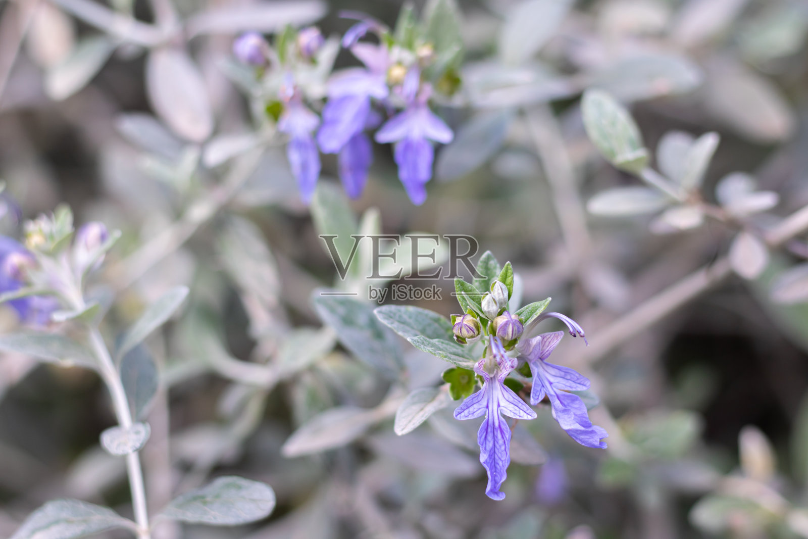 一个开花的德国人(Teucrium fruticans)在春天的特写照片摄影图片