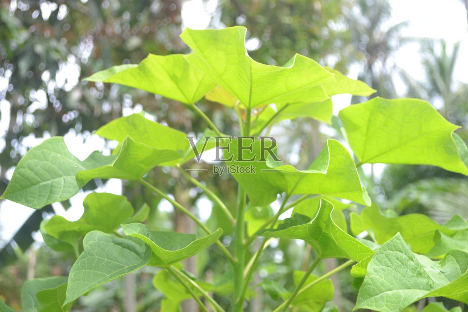 青玉龙树的自然状态照片摄影图片