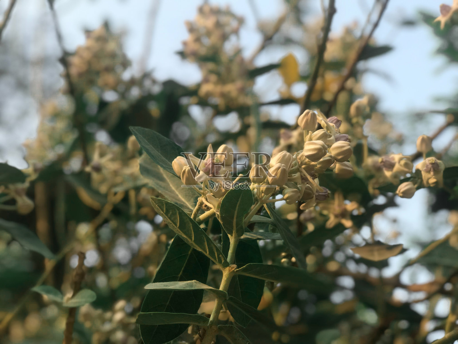 巨大的马利筋或印度马达尔冠花照片摄影图片