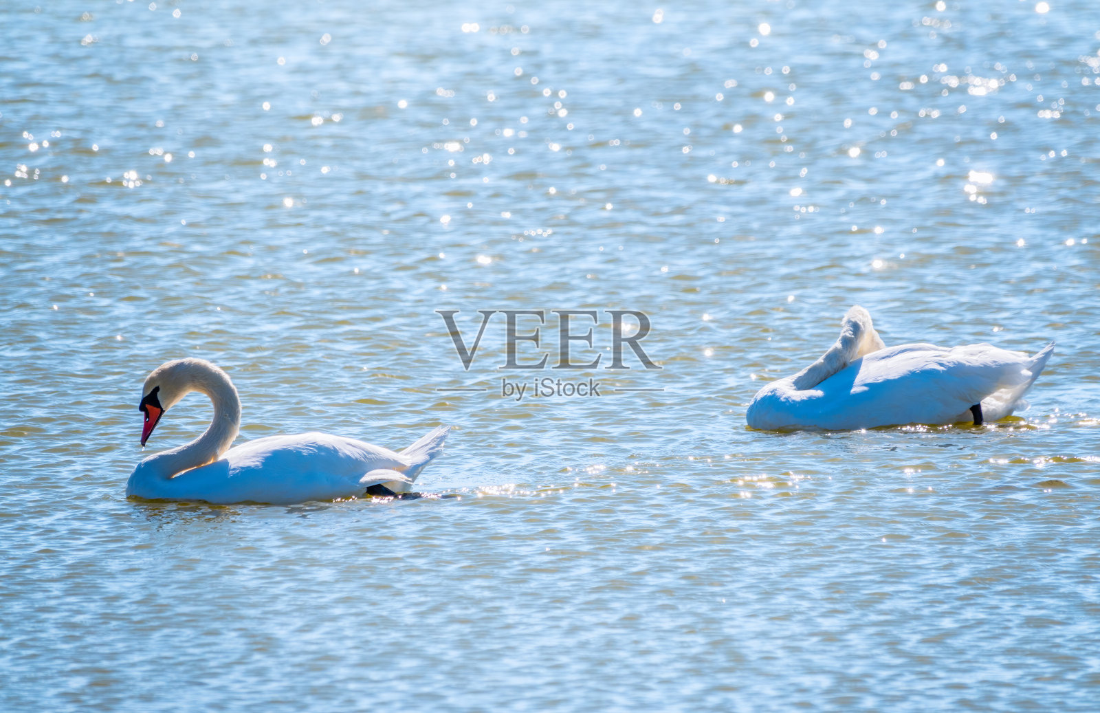 两只优美的白天鹅在湖里游泳，是野外的天鹅照片摄影图片