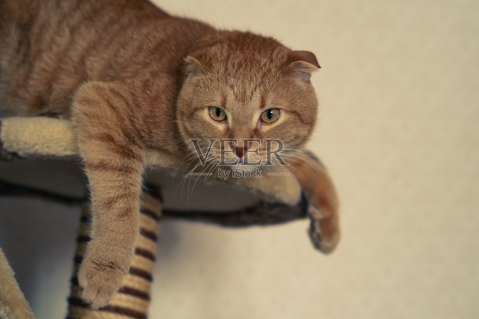 苏格兰折耳猫是一种家猫。照片摄影图片