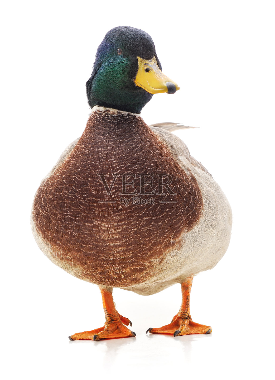 一只蓝头野鸭。照片摄影图片