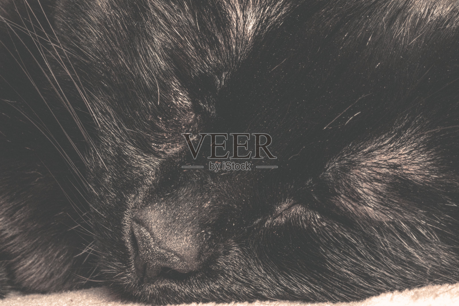 黑色的猫照片摄影图片