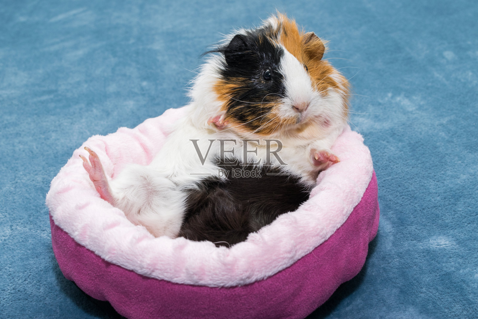 几内亚猪。一只年轻有趣的天竺鼠躺在粉红色的婴儿床，一个粉红色的吊床上照片摄影图片