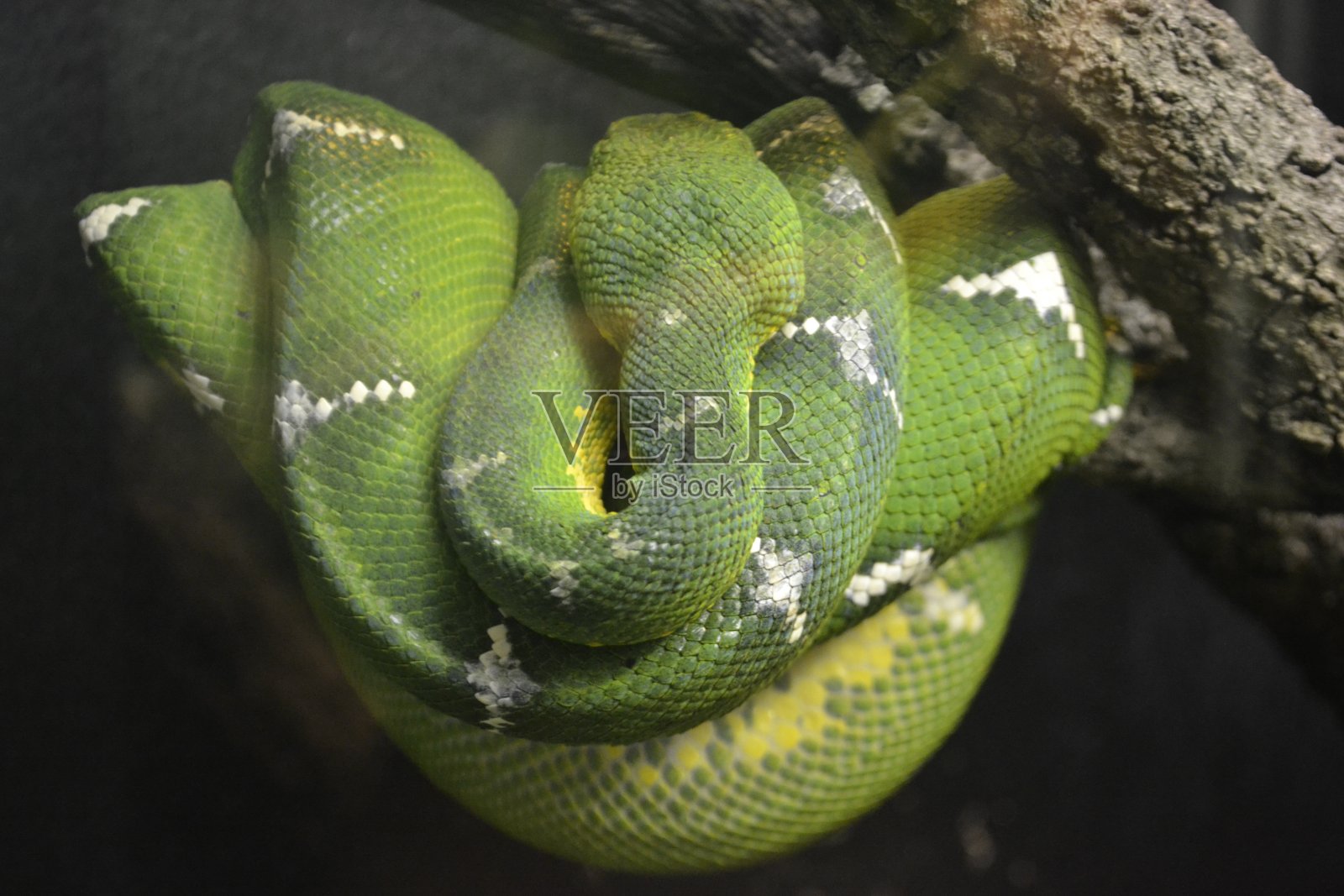 绿色的毒蛇照片摄影图片