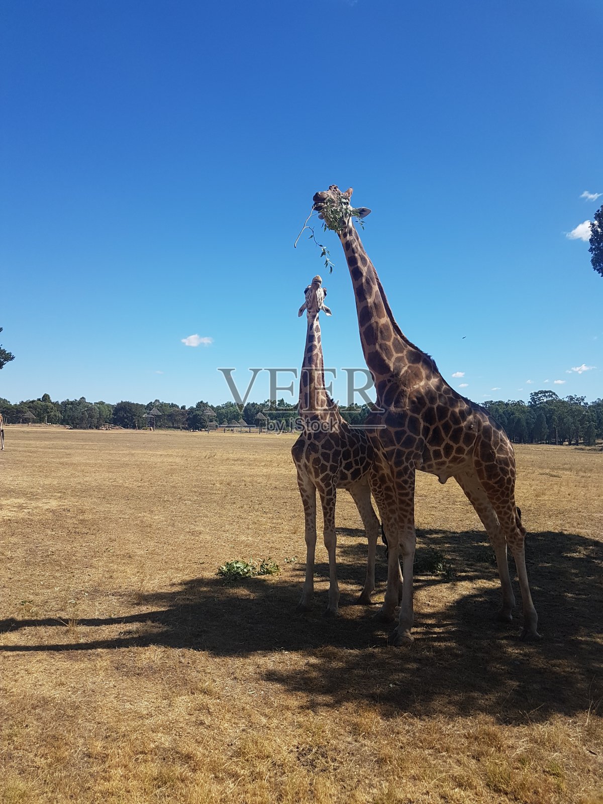 两只长颈鹿在吃树叶照片摄影图片