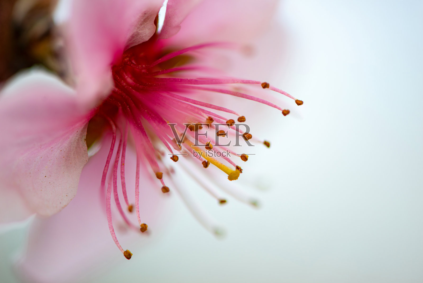 春天开花照片摄影图片