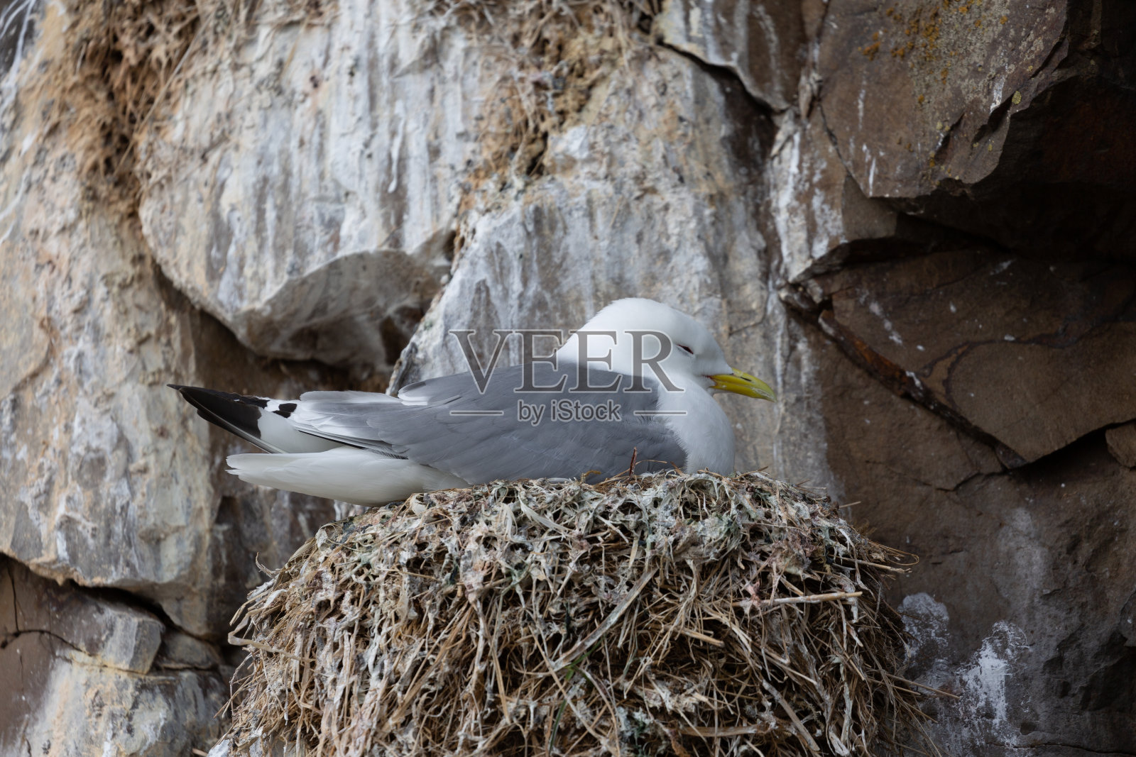 三趾鸥照片摄影图片