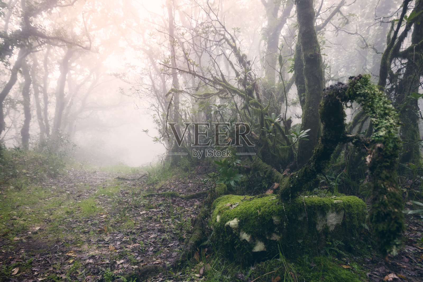 西班牙加的斯塔里法，阳光明媚的雾蒙蒙森林。照片摄影图片