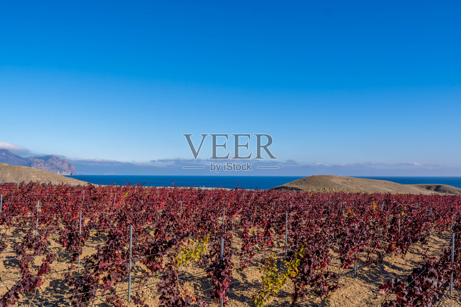 秋天的葡萄园照片摄影图片