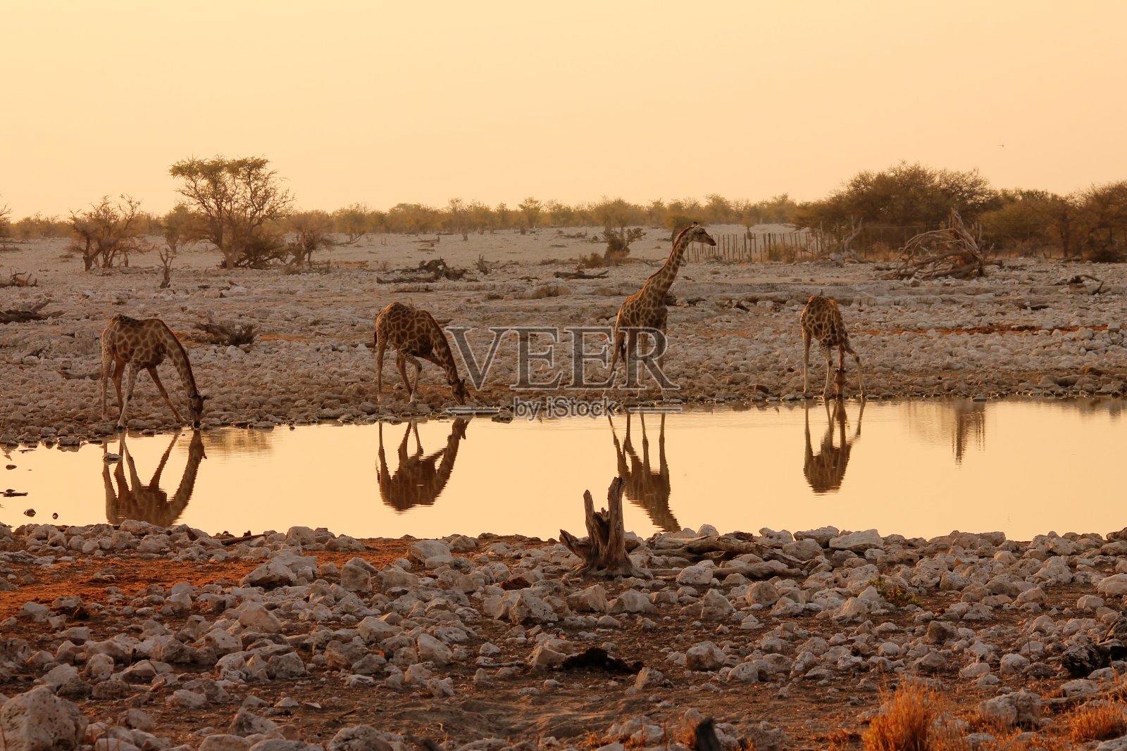 日落时分，长颈鹿在Etosha水坑照片摄影图片