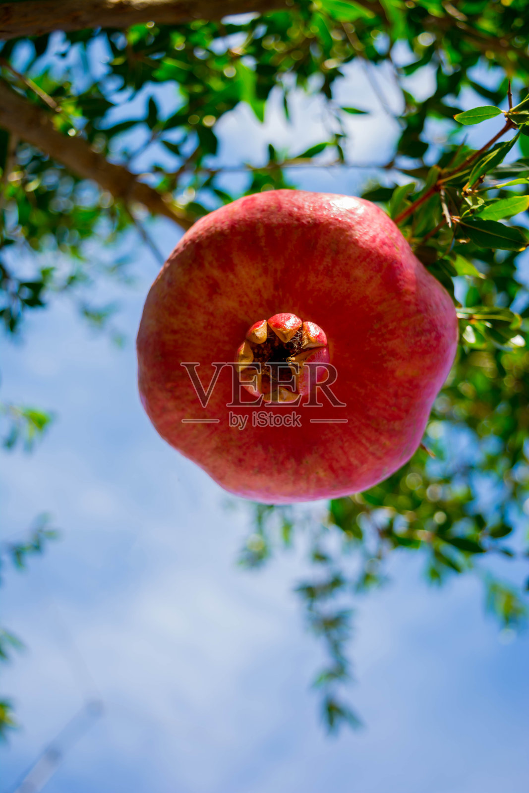 石榴照片摄影图片