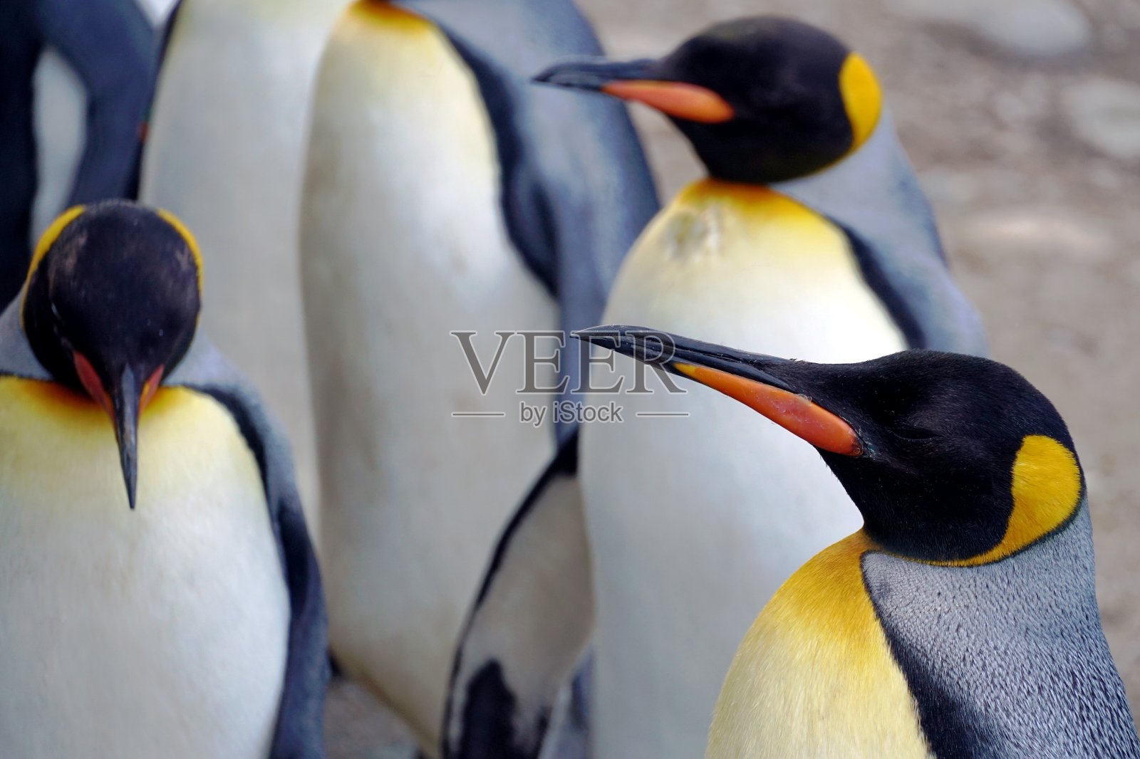 王企鹅，半闭着眼睛的侧视肖像。它在一群其他企鹅中，在背景中是模糊的。照片摄影图片