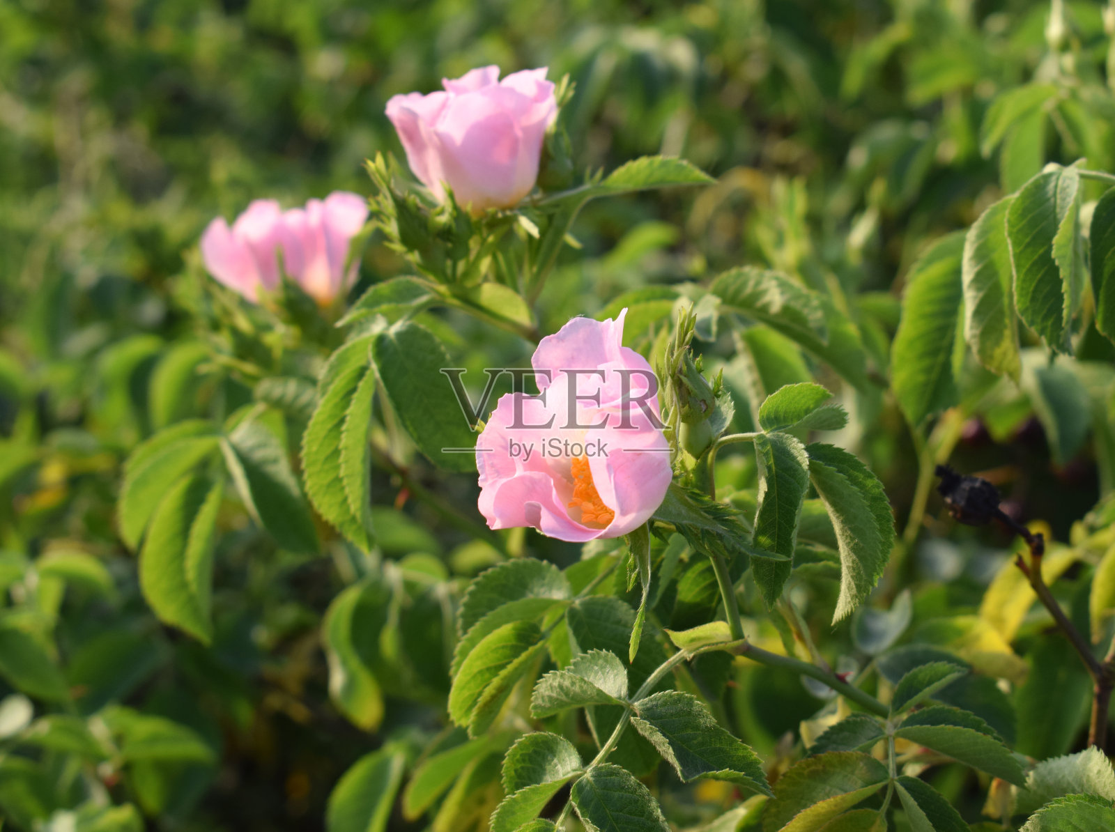 花的野生玫瑰的微妙的粉红色，柔和的色调。Dogrose。药用植物。照片摄影图片