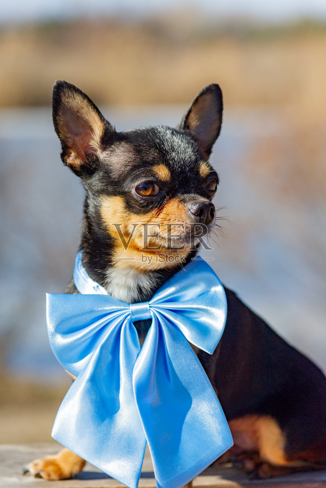 一只宠物狗坐在长凳上，背景是大自然中的河流。脖子上有一个蓝色蝴蝶结的吉娃娃狗。照片摄影图片