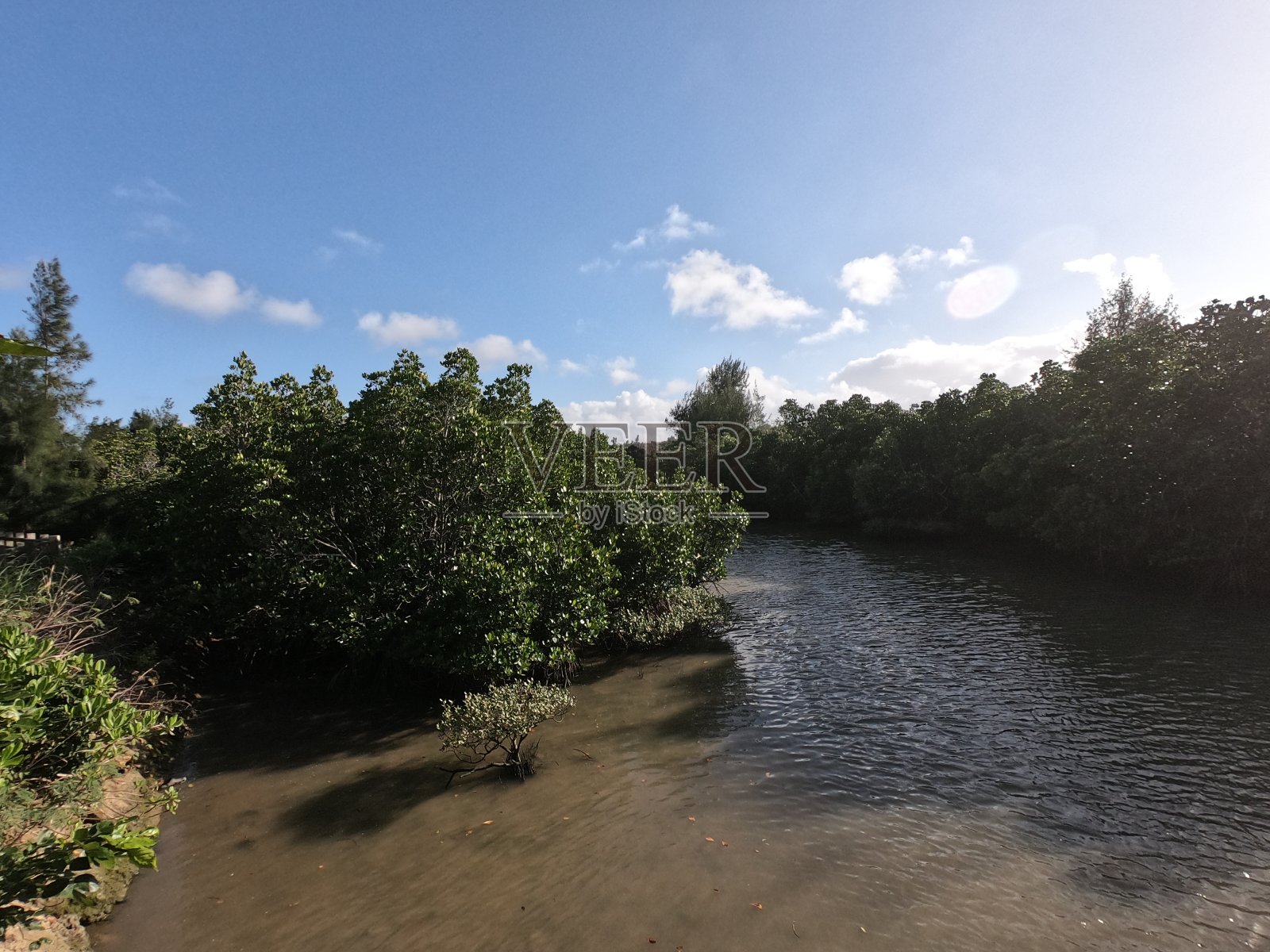 红树林的景色照片摄影图片
